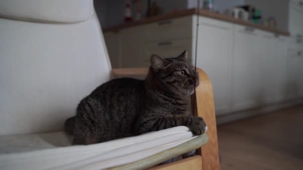 Γκρίζα Γάτα Tabby Παίζει Στο Σπίτι Ποντίκι Παιχνίδι Στο Σχοινί — Αρχείο Βίντεο