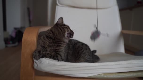 灰太胖的猫在家里玩耍 玩具鼠在绳子上 宠物活动 高质量的4K镜头 — 图库视频影像
