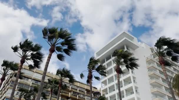 充满活力的棕榈树构成了一个繁茂的沿海城市景观 凸显了自然美与城市发展的并存 高质量的4K镜头 — 图库视频影像