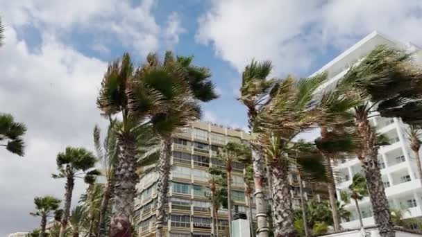Ζωντανοί Φοίνικες Πλαισιώνουν Ένα Πολυσύχναστο Παραλιακό Αστικό Τοπίο Αναδεικνύοντας Την — Αρχείο Βίντεο