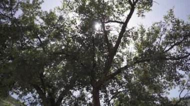 Bir ağacın tepesine doğru sakin bir manzara, yoğun yaprakların arasından süzülen güneş ışınları, sakinlik ve doğal güzelliği çağrıştırıyor. Yüksek kalite 4k görüntü