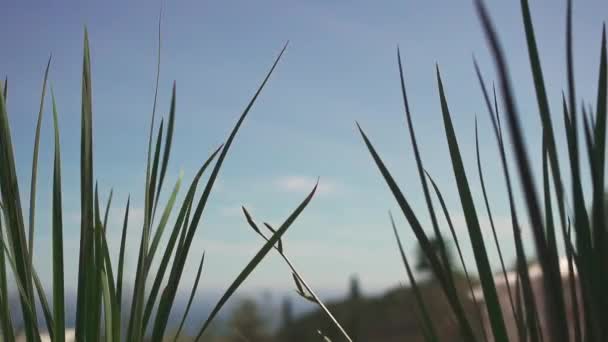 Лезвия Травы Тянутся Ясному Голубому Небу Минималистскому Свежему Взгляду Природу — стоковое видео