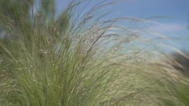 風吹きの草の繊細な質感と柔らかい緑の色合いを捉えたクローズアップショット 高品質の4K映像 — ストック動画