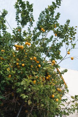 Canlı bir limon ağacı, olgun sarı limonlarla dolu, kırsal bir beyaz saray zeminine karşı dimdik ayakta duruyor. Yüksek kalite fotoğraf