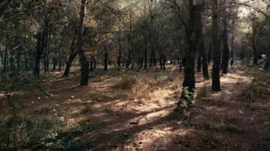 Ağaçların arasından süzülen güneş ışığıyla huzurlu bir orman orman, orman zemininde benekli gölgeler yaratıyor, doğa ve sükunet temaları için mükemmel. Yüksek kalite 4k görüntü