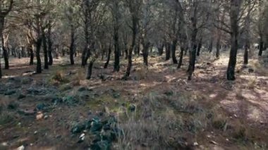 Ağaçların arasından süzülen güneş ışığıyla huzurlu bir orman orman, orman zemininde benekli gölgeler yaratıyor, doğa ve sükunet temaları için mükemmel. Yüksek kalite 4k görüntü