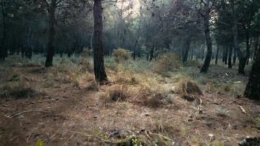 Güneş ışığının tepe örtüsünü yarıp geçtiği sık bir orman, orman zemininde aydınlık alanlar, doğa ve vahşi doğa araştırmaları için idealdir. Yüksek kalite 4k görüntü