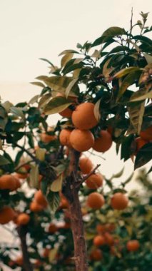 Olgun meyveler ve yemyeşil yapraklarla dolu bir portakal ağacına yakın plan, sakin ve yumuşak bir gökyüzüne karşı kurulmuş. Costa del Sol, Endülüs, İspanya. Yüksek kaliteli FullHD görüntüler