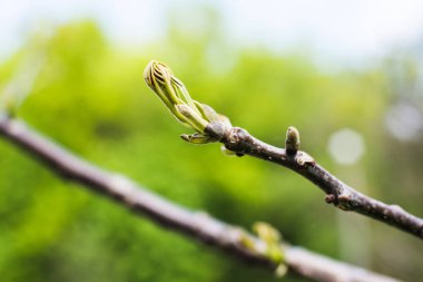Kırılmamış çiçek tonlamı. Damla. Doku. Arka plan.