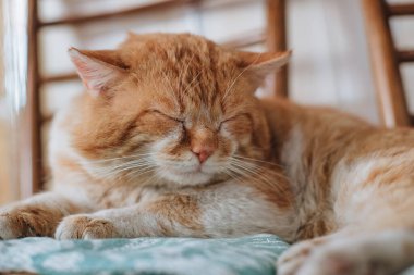 Kızıl kedi uyuyor, yakın plan.