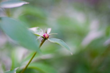 Yeşil yapraklı kırmızı gül goncası