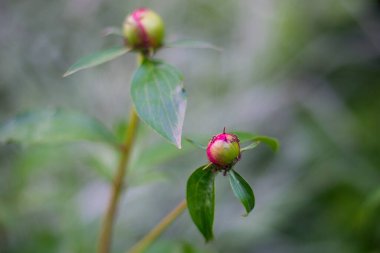 karıncalar makro tarafından istila kırmızı gül