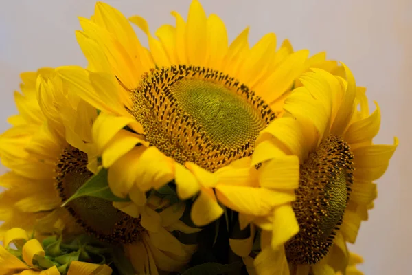 Sonnenblume Nahaufnahme Mit Kopierraum — Stockfoto