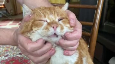 The owner combs the ginger cat at home. Animal care.