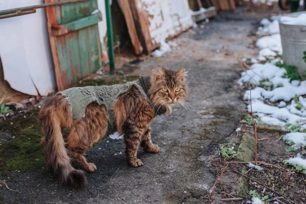 Kucing Tunawisma Jalan Pada Malam Yang Dingin — Stok Foto