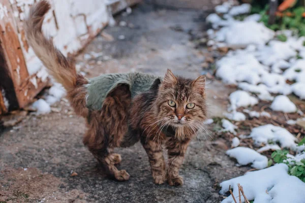 Obdachlose Katze Auf Der Straße Einer Kalten Nacht — Stockfoto