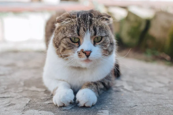Flauschige Straßenkatze Lügt Obdachlose Braune Katze Schaut Weg Dicke Katze — Stockfoto