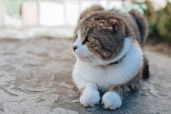 Flauschige Straßenkatze Lügt Obdachlose Braune Katze Schaut Weg Dicke Katze — Stockfoto