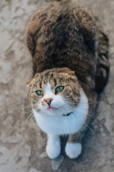 毛绒绒的街头猫躺着 无家可归的棕色猫把目光移开了 春天街上的肥猫特写 — 图库照片