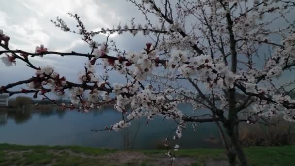 Bílý Meruňkový Květ Kapkami Deště Okvětních Lístcích Kvetoucí Zahradě Meruňkových — Stock video