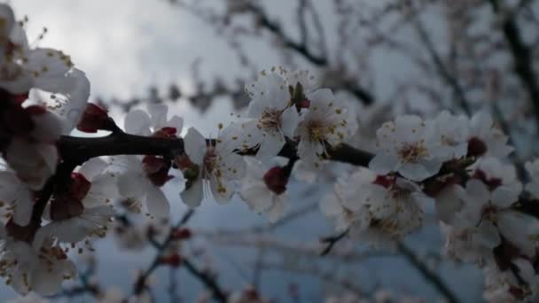 Белый Абрикосовый Цветок Капельками Дождя Лепестках Цветущий Саду Абрикосовых Деревьев — стоковое видео