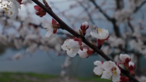 白色的杏花 花瓣上有雨滴 在梨树花园里盛开 映衬着天空和湖面 大自然 花卉特写 — 图库视频影像