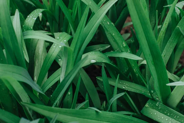柔らかい朝の光の中で露の滴と緑豊かな切り取られていない緑の草の閉鎖 — ストック写真