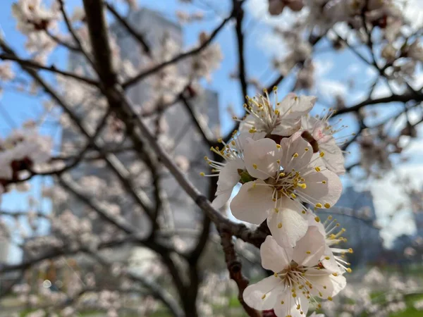 Fleur Cerisier Gros Plan Fleurs Blanches Feuilles Vertes Avec Beau — Photo