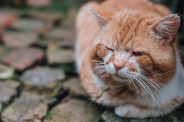 Kızıl kedi yalan söylüyor. Ev konforu kavramı. Sevimli hayvan konsepti. Kedi kayaların üzerinde oturuyor. Yakın plan.