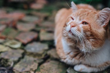 Kızıl kedi yalan söylüyor. Ev konforu kavramı. Sevimli hayvan konsepti. Kedi kayaların üzerinde oturuyor. Yakın plan.