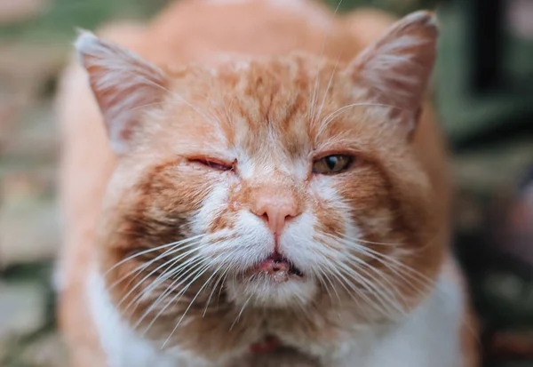 Rote Katze Lügt Das Konzept Des Wohnkomforts Niedliches Haustier Konzept — Stockfoto