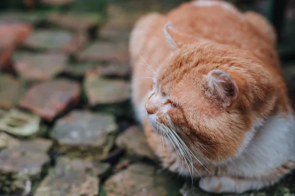 Rote Katze Lügt Das Konzept Des Wohnkomforts Niedliches Haustier Konzept — Stockfoto
