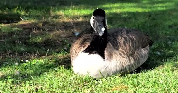 在阳光明媚的日子里 加拿大鹅 布兰塔加拿大鹅 在城市公园里很冷 纽伦堡 斯塔特公园 — 图库视频影像