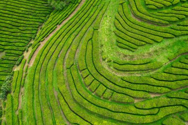 Gorreana 'nın havadan görünüşü, en eski ve günümüzde Portekiz takımadasındaki Sao Miguel adasında bulunan Avrupa' daki tek çay çiftliği.