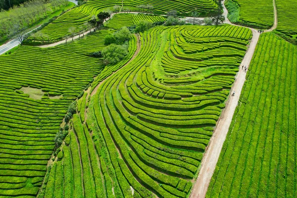 ヨーロッパで唯一の茶畑ですサンミゲル島に位置していますポルトガルのアゾレアン諸島にあります ロイヤリティフリーのストック写真