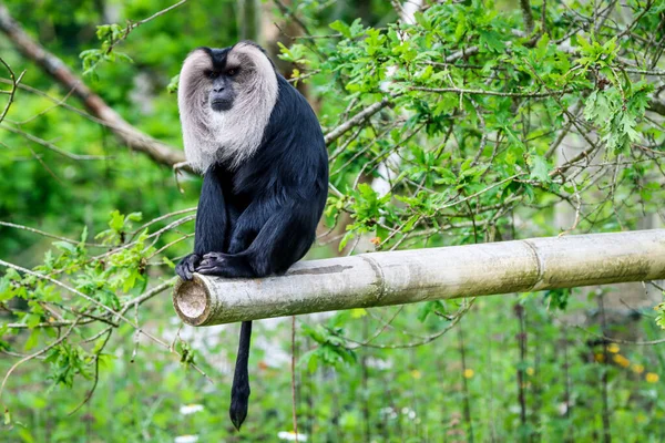 The lion-tailed macaque, also known as the wanderoo, is an Old World monkey endemic to the Western Ghats of South India.