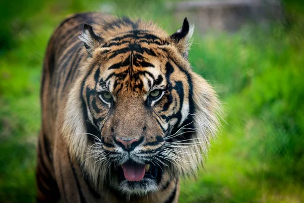 Ein Sumatra Tiger Der Ursprünglich Auf Der Indonesischen Insel Sumatra — Stockfoto