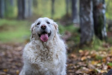 Purebred white golden retriever in an autumn forest, surrounded by vibrant fall foliage. Loyal dog enjoying a peaceful outdoor adventure in nature clipart