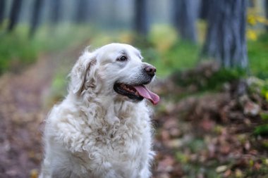 Bir sonbahar ormanında, canlı düşen yapraklarla çevrili safkan, beyaz golden retriever. Sadık köpek doğada barışçıl bir maceranın tadını çıkarıyor.