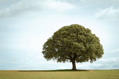 Ön plandaki ağaç mavi ve yeşil arkaplan ile izole gökyüzü ve eart