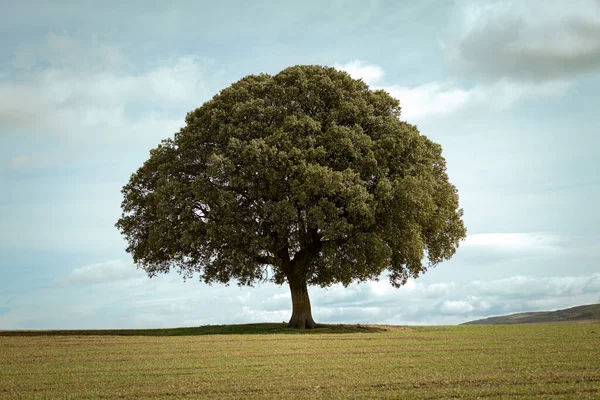 Strom Popředí Izolované Modrým Zeleným Pozadím Oblohy Srdce Royalty Free Stock Fotografie