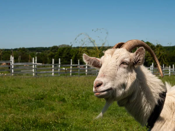 Retrato Una Cabra Ligero Ángulo — Foto de Stock