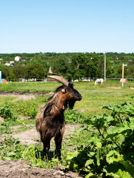 Una Cabra Mirando Lado Fotografía — Foto de Stock