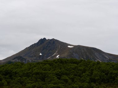 Arkasında kar olan yeşil bir orman.