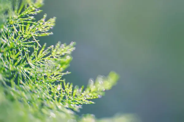 Bitkilerin soyut arkaplan dokuları ve duvar kağıdı için uygun güzel bokeh çiğ