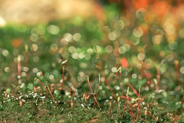 Soyut doğa geçmişi. Çiy damlalı orman yosunlarının makro fotoğrafı. Bulanık ve bokeh.