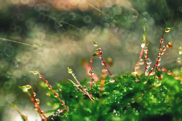 Soyut doğa geçmişi. Çiy damlalı orman yosunlarının makro fotoğrafı. Bulanık ve bokeh.