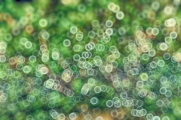 Soyut doğa geçmişi. Çiy damlalı orman yosunlarının makro fotoğrafı. Bulanık ve bokeh.