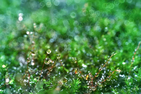 Soyut doğa geçmişi. Çiy damlalı orman yosunlarının makro fotoğrafı. Bulanık ve bokeh.