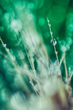 Bokeh odaklı ışıklar ve gölgeli soyut yeşil arkaplan, alanın sığ derinliği.